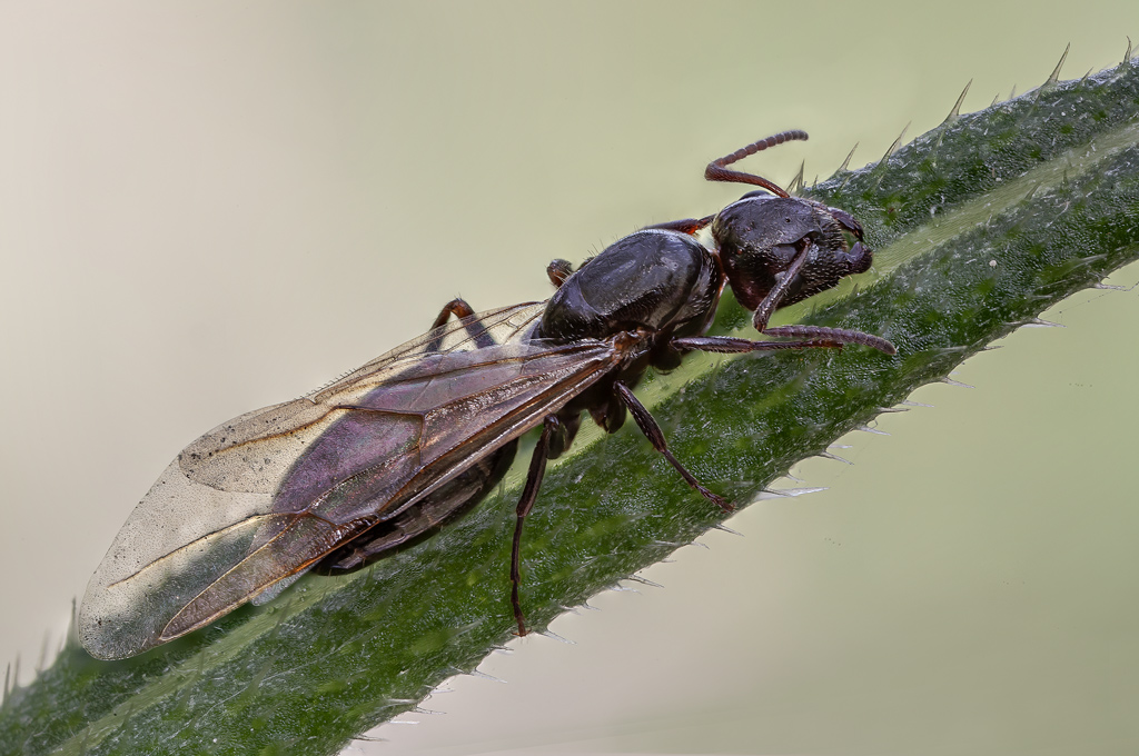 Camponotus universitatis: femmina alata